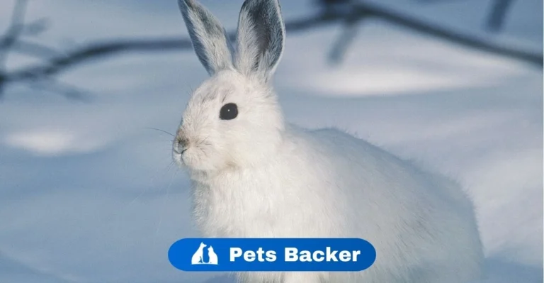 Are Rabbits Nocturna | Pets Backer