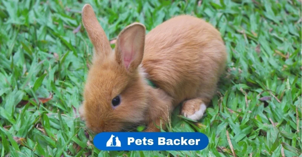 Are Rabbits Nocturnal | Pets Backer