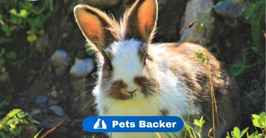 Are Rabbits Nocturnal | Pets Backer