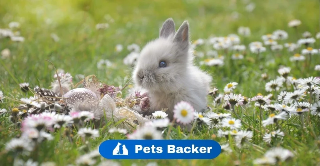 Are Rabbits Nocturnal | Pets Backer