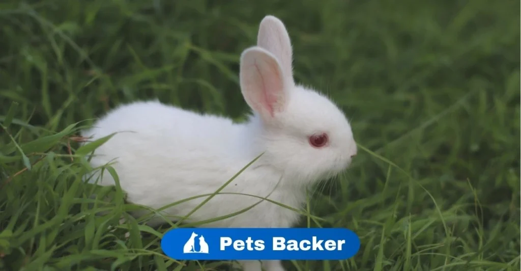 Can Rabbits Eat Grapes | Pets Backer
