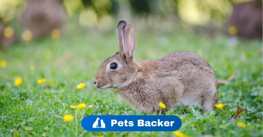 Can Rabbits Eat Grapes | Pets Backer
