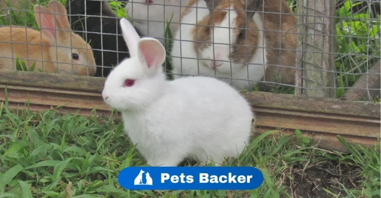 Can Rabbits Eat Grapes | Pets Backer