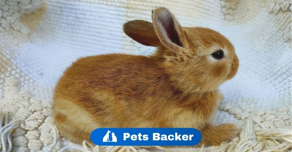 Do Rabbits Hibernate | Pets Backer