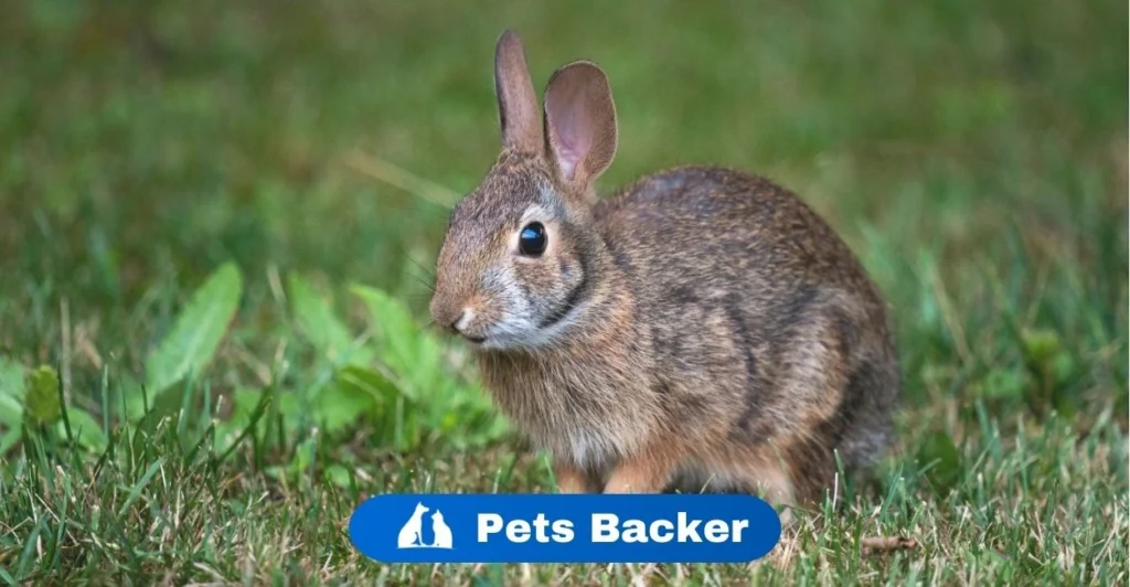 Do Rabbits Hibernate | Pets Backer