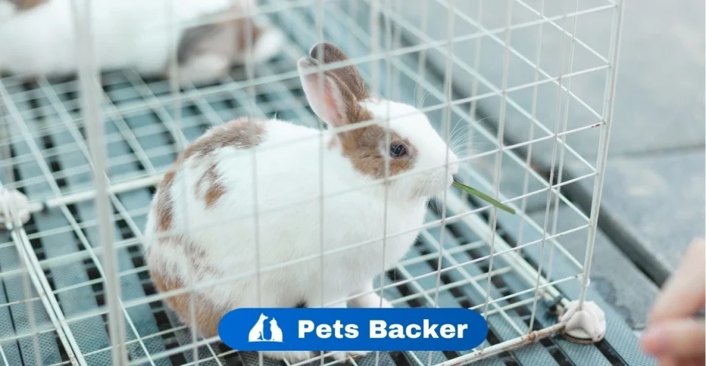 Do Rabbits Hibernate | Pets Backer