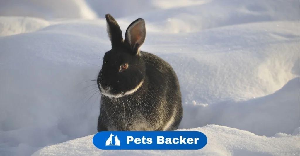 Do Rabbits Hibernate | Pets Backer