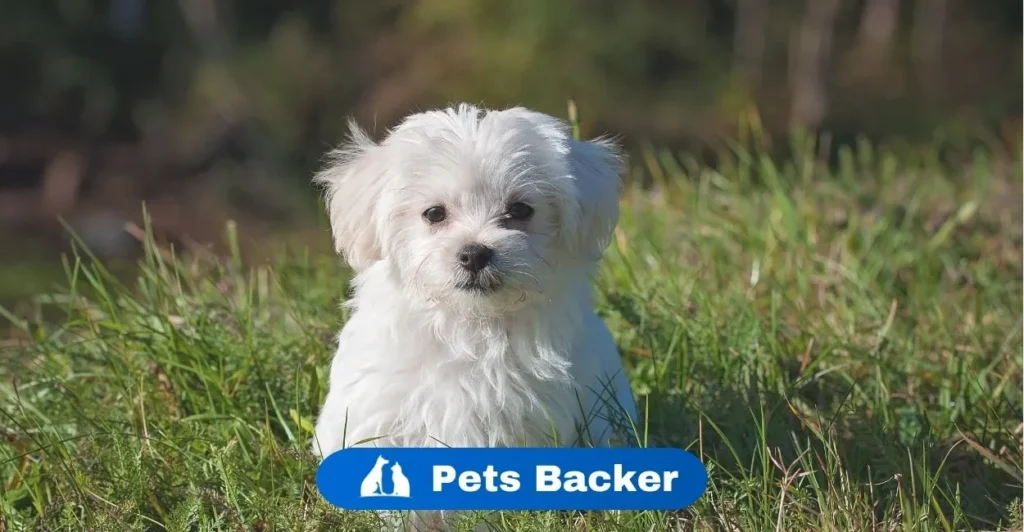 How much does it cost to choose a puppy | Pets Backer