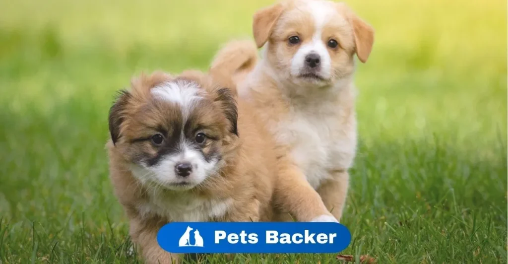 How much does it cost to choose a puppy | Pets Backer