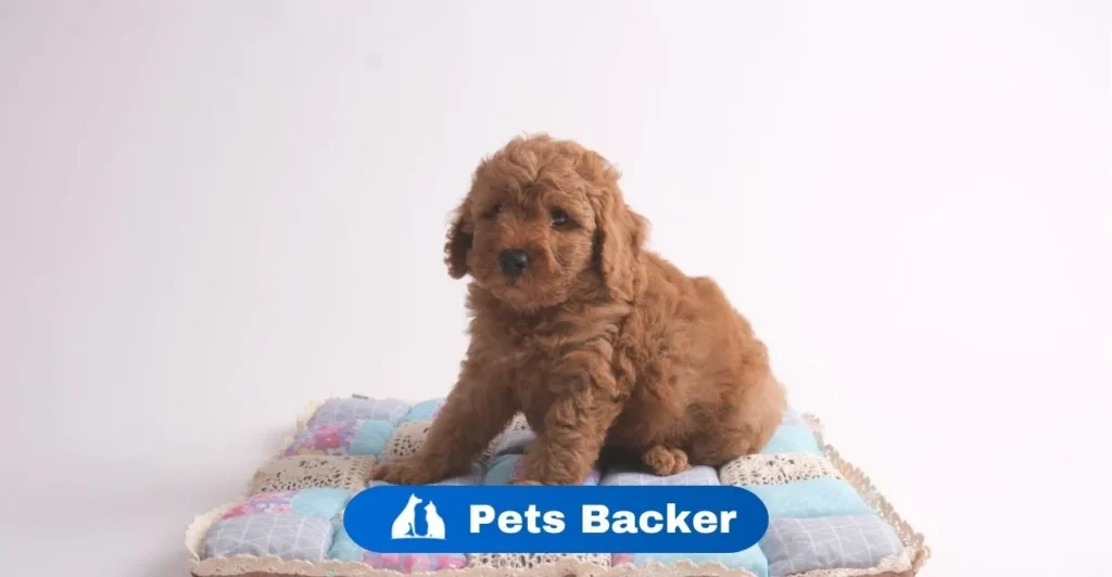 How much does it cost to choose a puppy | Pets Backer