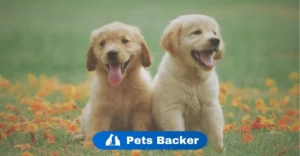 How much does it cost to choose a puppy | Pets Backer