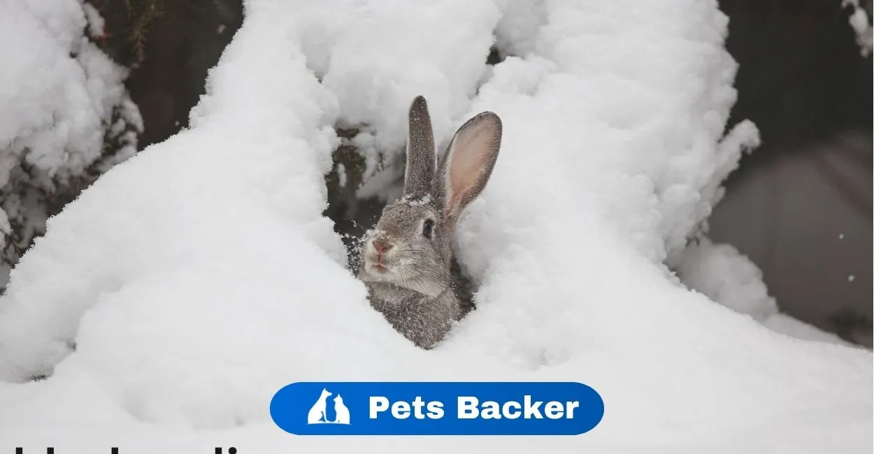 Do Rabbits Hibernate? Understanding Rabbit Behavior in Winter | Pets Backer