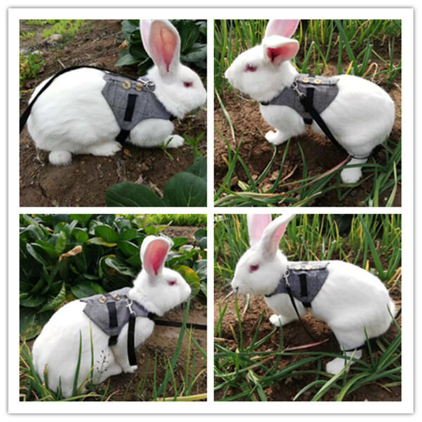 Rabbit leash rabbit dress - Image 5