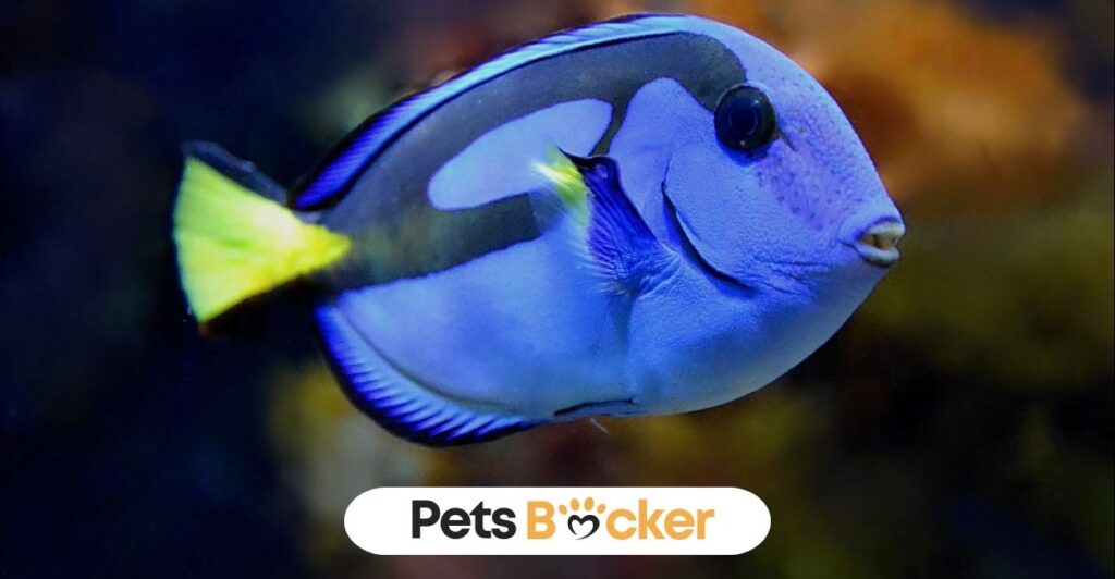 200+Blue Fish Names 3 Blue Fiish Names | Pets Backer