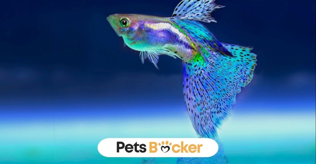 200+Blue Fish Names 5 Blue Fiish Names | Pets Backer