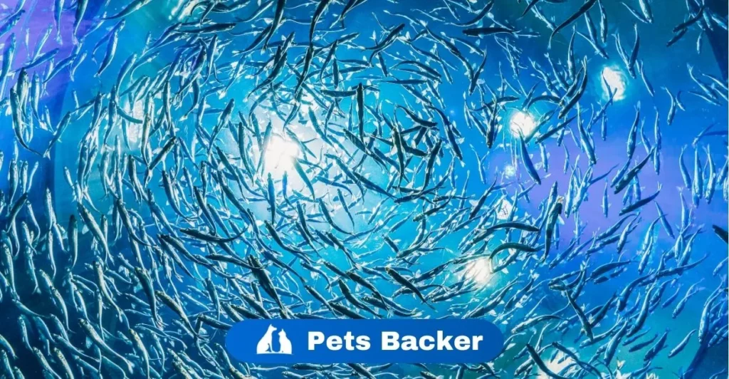 Anchovy Names | Pets Backer