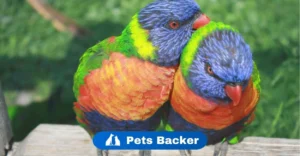 Birds Get a Lot of Girls | Pets Backer