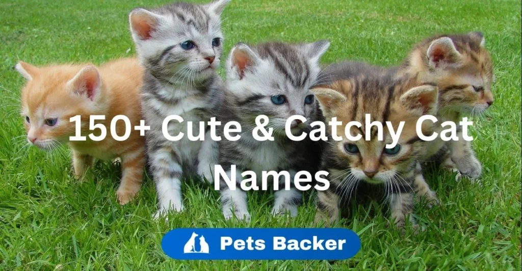 150+ Cute & Catchy Cat Names