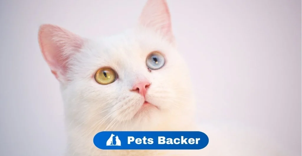 Cat Names | Pets Backer