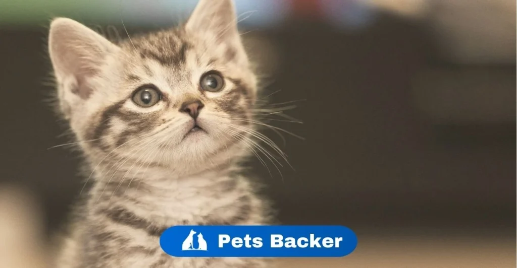 Cat Names | Pets Backer