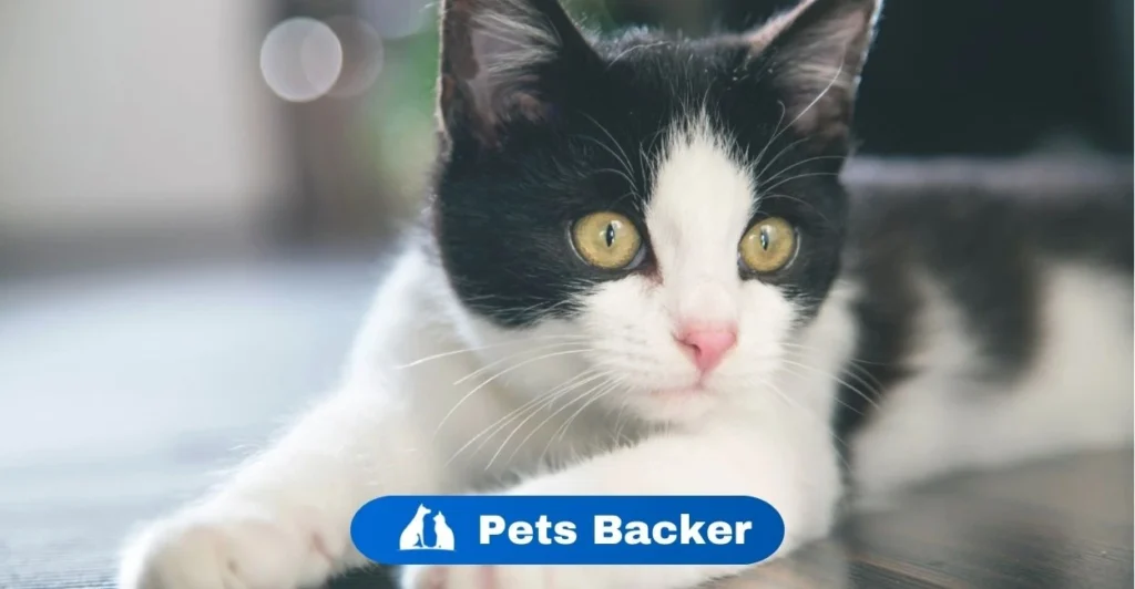 Cat Names | Pets Backer