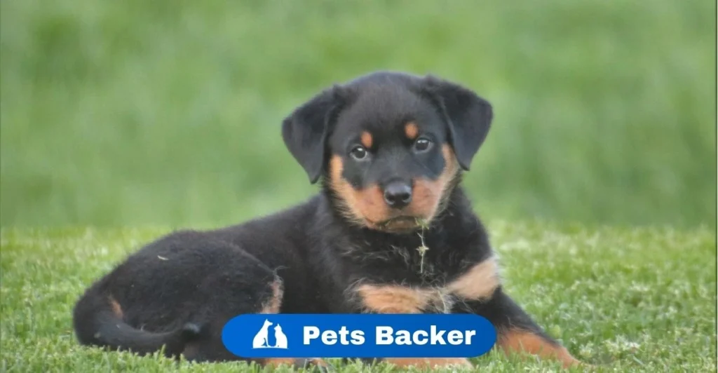 Dog Names | Pets Backer