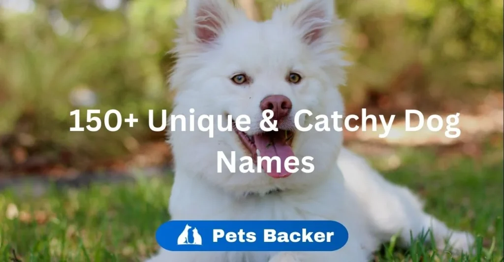 150+ Unique & Catchy Dog Names