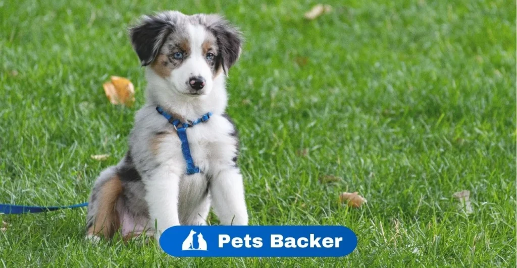 Dog Names | Pets Backer