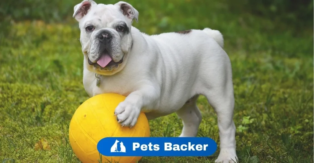 Dog Names | Pets Backer