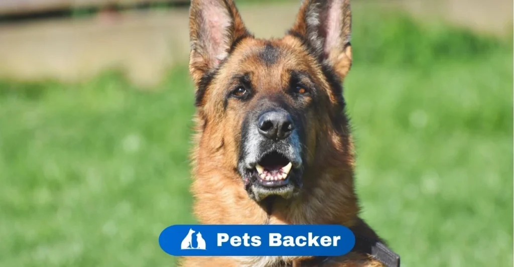 Dog Names | Pets Backer