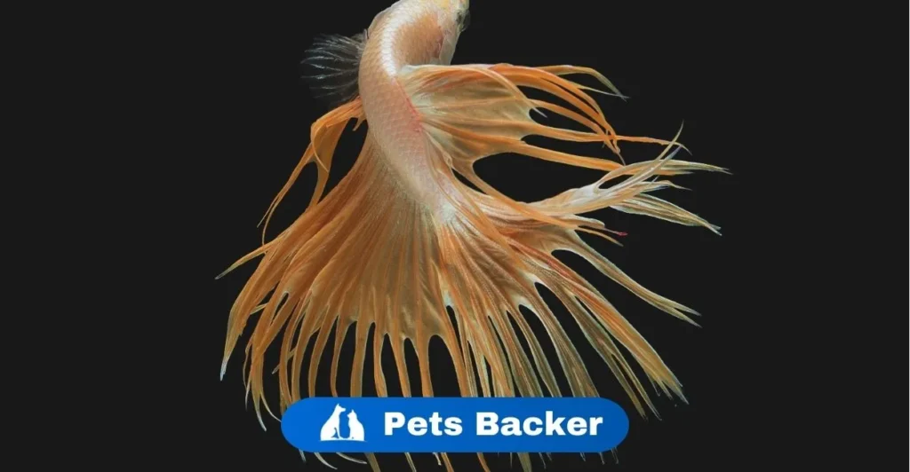 Dragon Fish names | Pets Backer