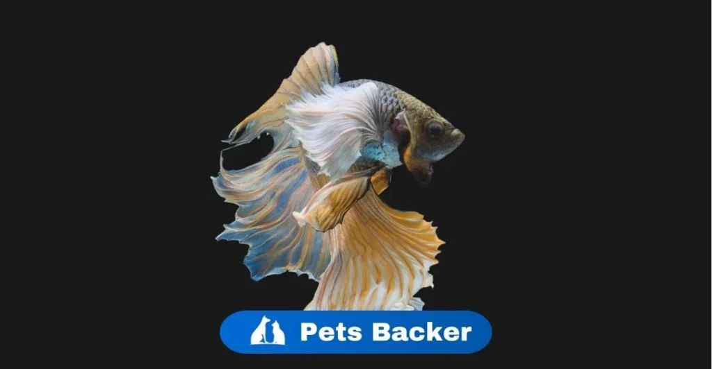 Dragon Fish names | Pets Backer