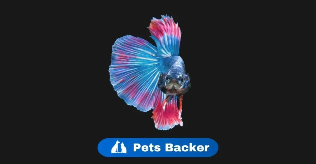 Dragon Fish names | Pets Backer