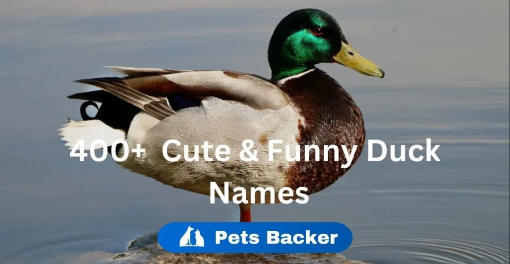 400+ Cute & Funny Duck Names