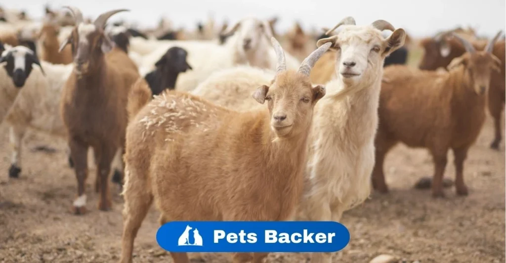 Goat Names | Pets Backer