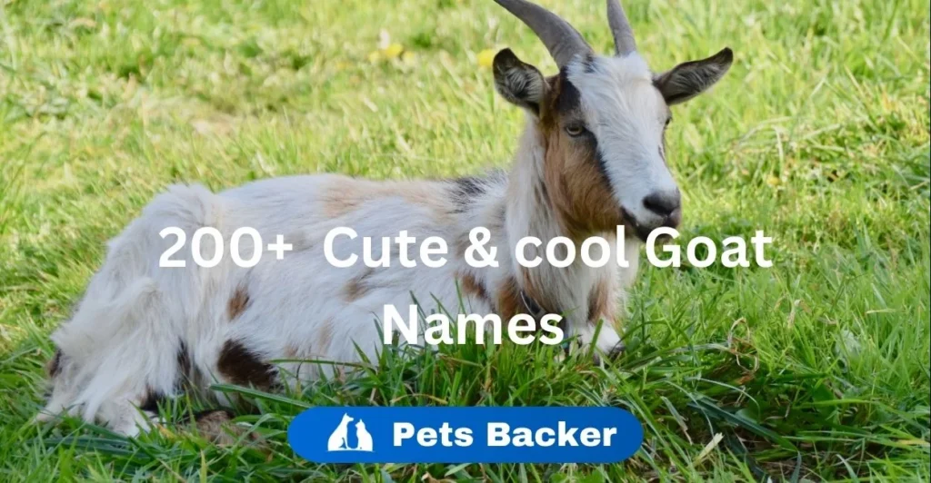 200+ Cute & Cool Goat Names