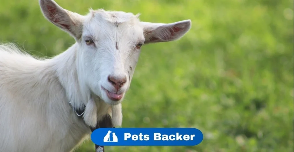 Goat Names | Pets Backer