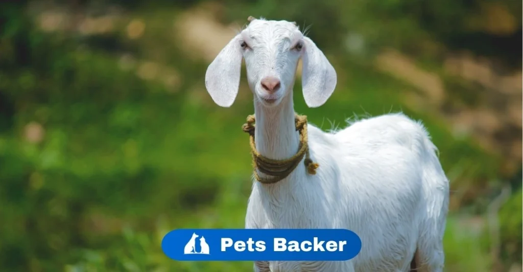 Goat Names | Pets Backer