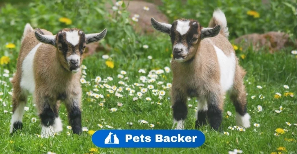 Goat Names | Pets Backer