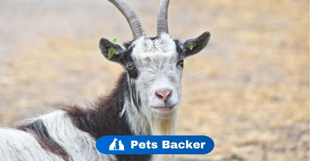 Goat Names | Pets Backer