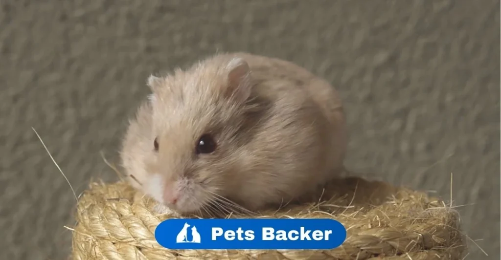 Hamster Names | Pets Backer