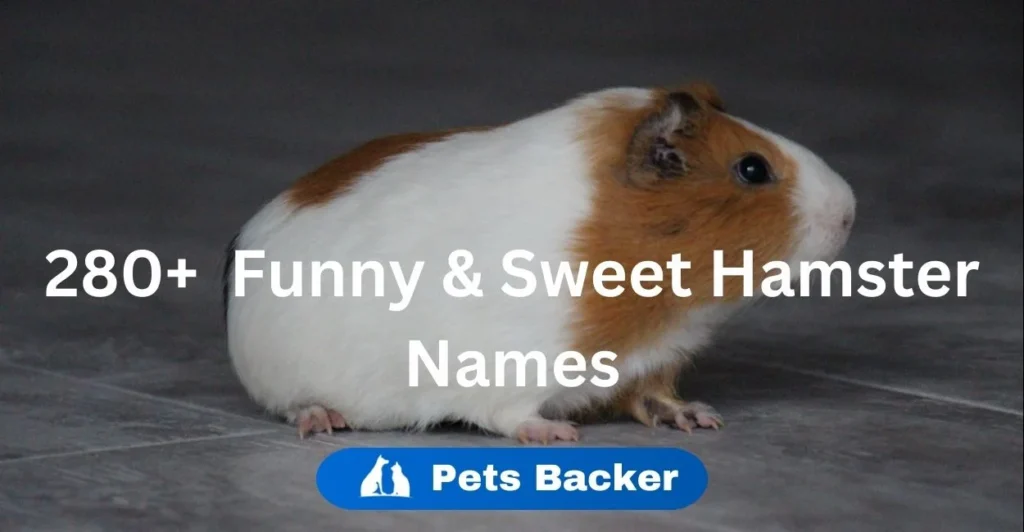 250+ Funny & Sweet Hamster Names