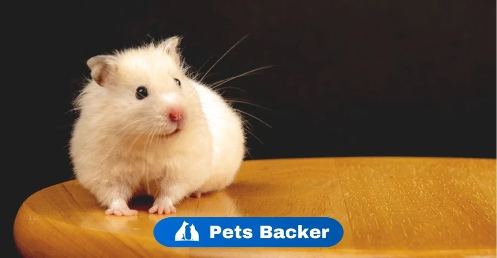 Hamster Names | Pets Backer