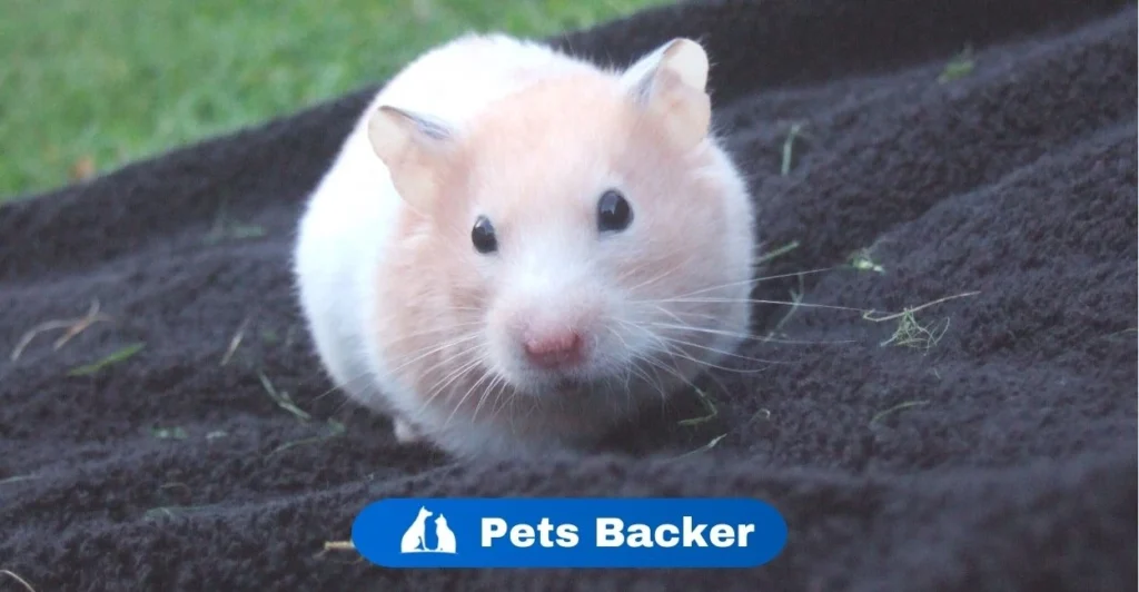 Hamster Names | Pets Backer