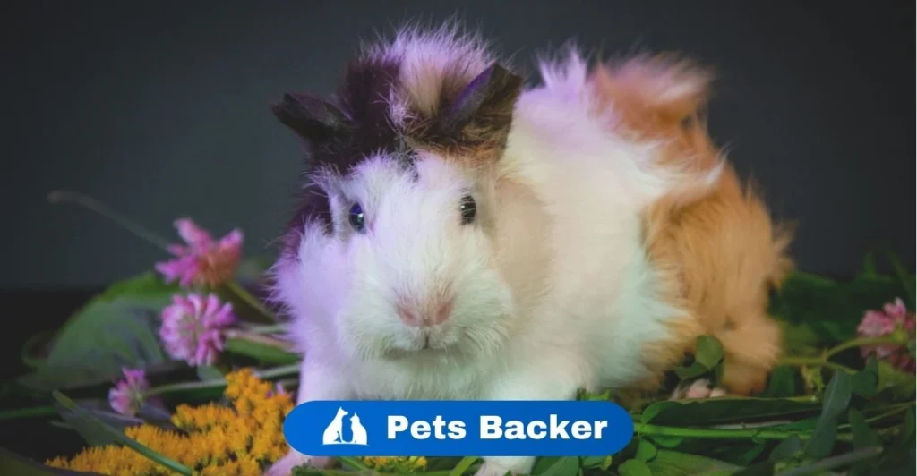 Hamster Names | Pets Backer