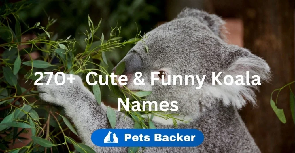 270+Cute & Funny Koala Names