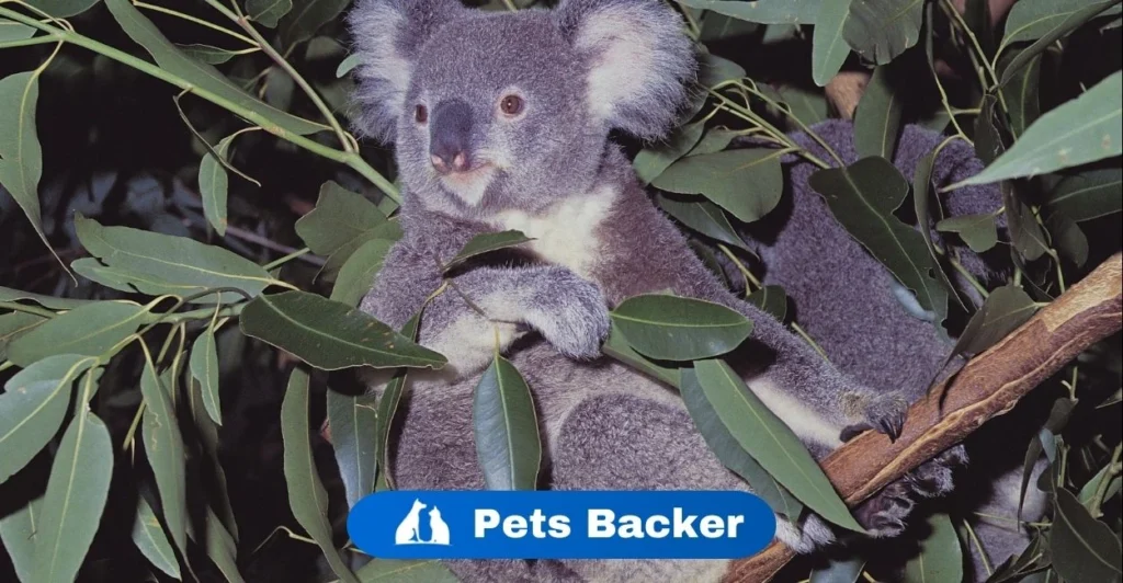 Koala Names | Pets Backer