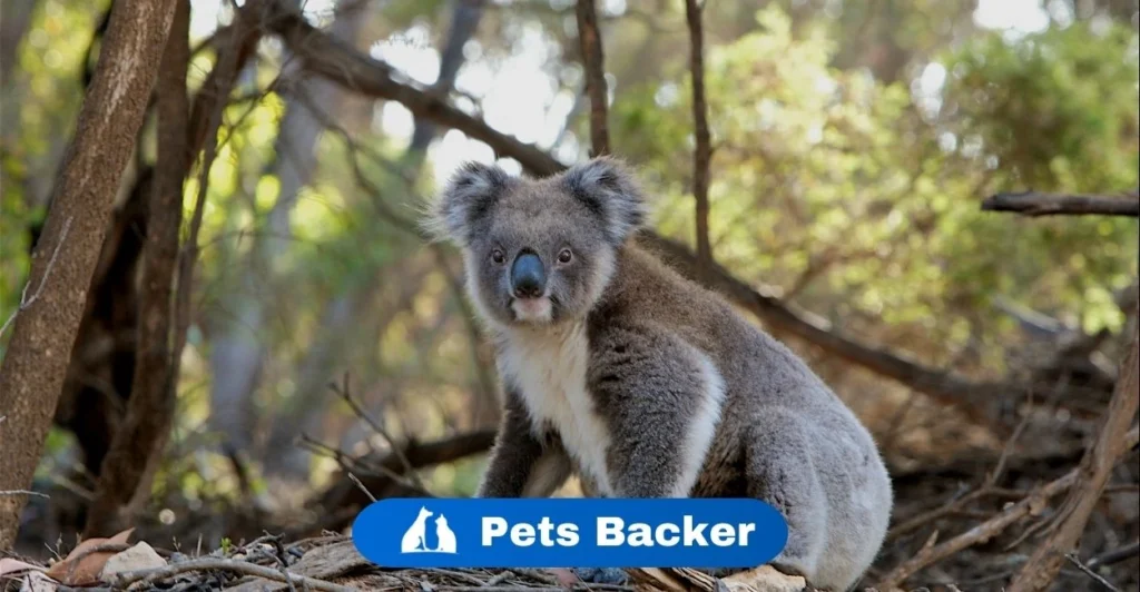 Koala Names | Pets Backer