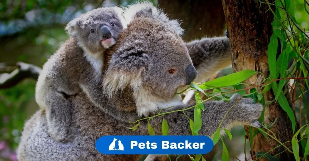 Koala Names | Pets Backer