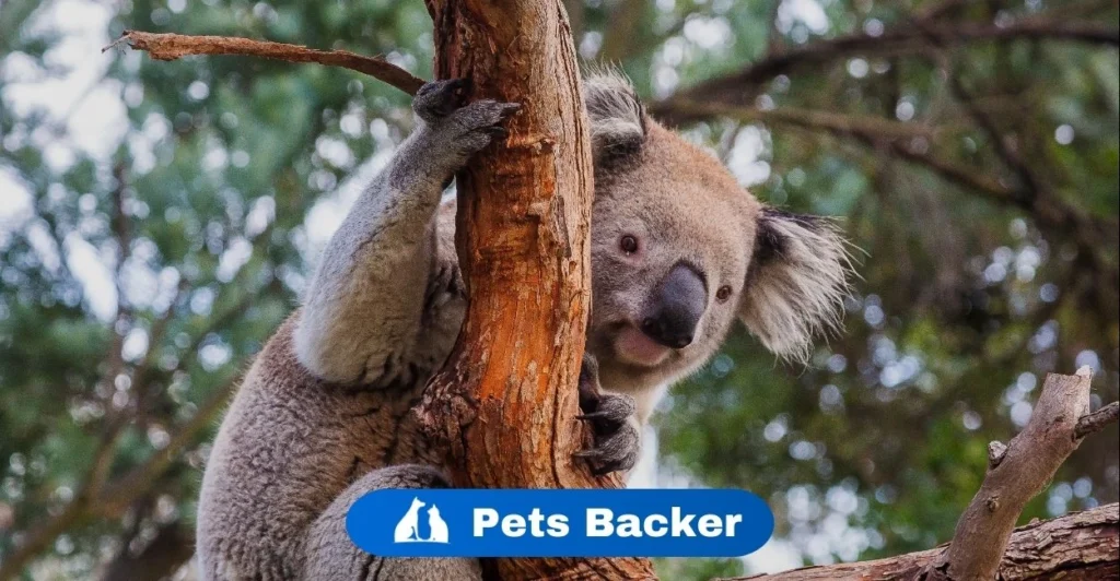 Koala Names | Pets Backer